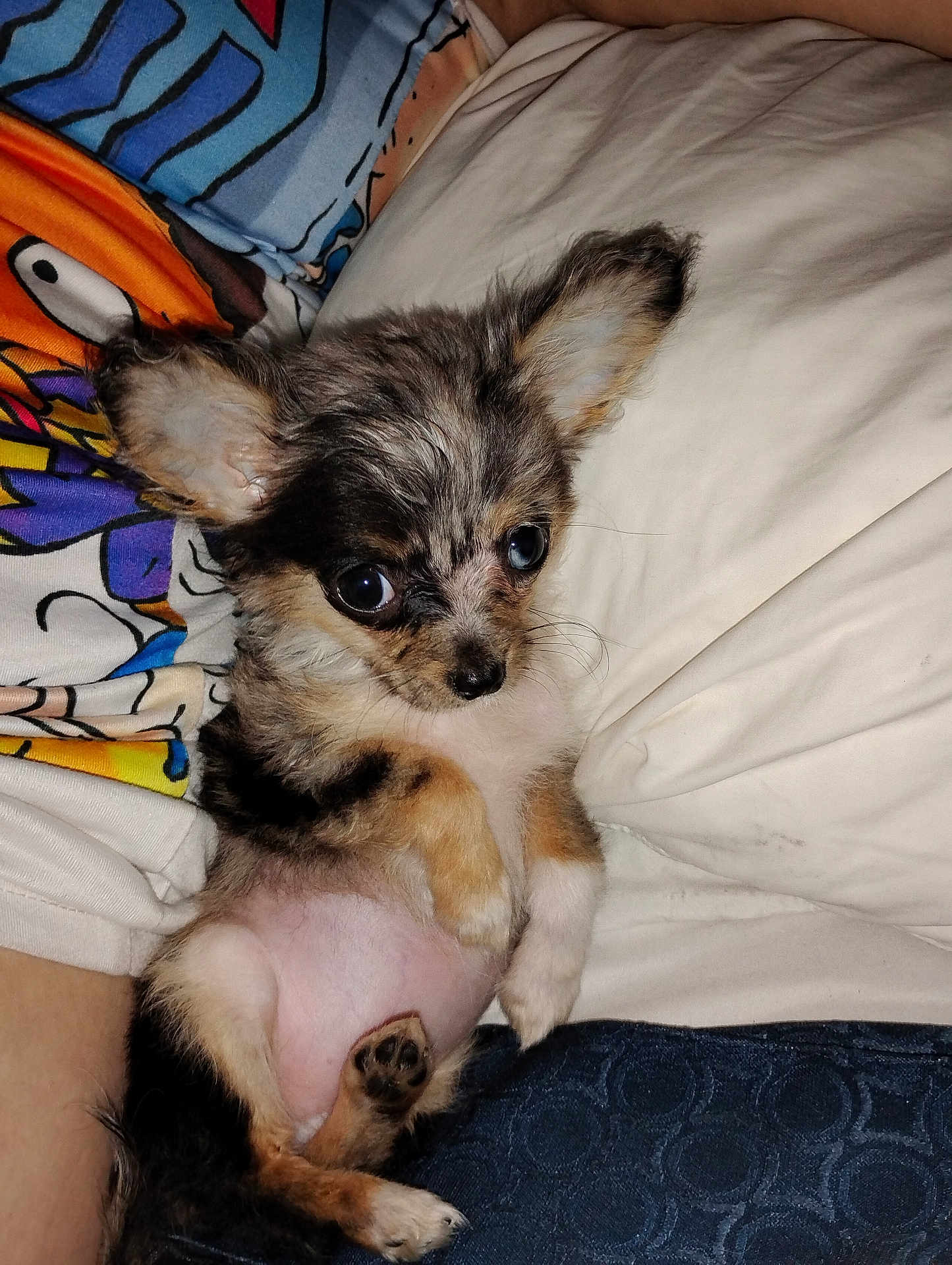 Karrhaboo is registered to the contest to win money with this photo: bed, belly, big_eyes, blanket, chihuahua, closeup, colorful_shirt, cute, dog, domestic_animal, ears, flash_lighting, fur, indoors, paws, pet, pillow, portrait, puppy, small_puppy