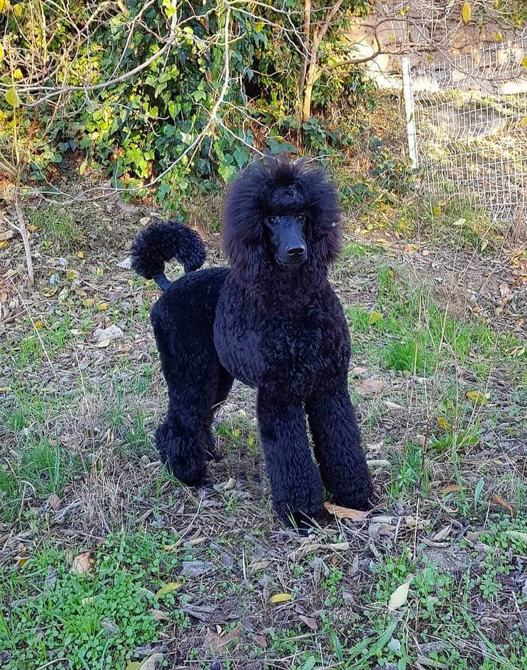 Sia participe au concours pour gagner de l'argent avec cette photo : art, canidae, dog_breed, fur, grass, groundcover, jungle, mammal, natural_environment, plant, primate, soil, sporting_group, tail, terrestrial_animal, vertebrate, water_dog