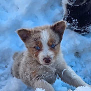 Aby a rejoint le concours — aidez-le/la à gagner de superbes lots ! puppy, dog, snow, blue_eyes, fur, outdoor, winter, cute, animal, pet, playful, nature, young, mammal, adorable, snowflakes, two_animals, curious, cold, frozen