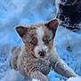 puppy, dog, snow, blue_eyes, fur, outdoor, winter, cute, animal, pet, playful, nature, young, mammal, adorable, snowflakes, two_animals, curious, cold, frozen