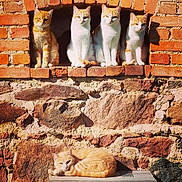 La Fraterie a rejoint le concours — aidez-le/la à gagner de superbes lots ! cat, orange_cat, brick_wall, stone_wall, window, perched, sunlight, resting, sitting, outdoor, animal, pet, feline, group, cute, relaxed, mammal, nature, daytime, architecture