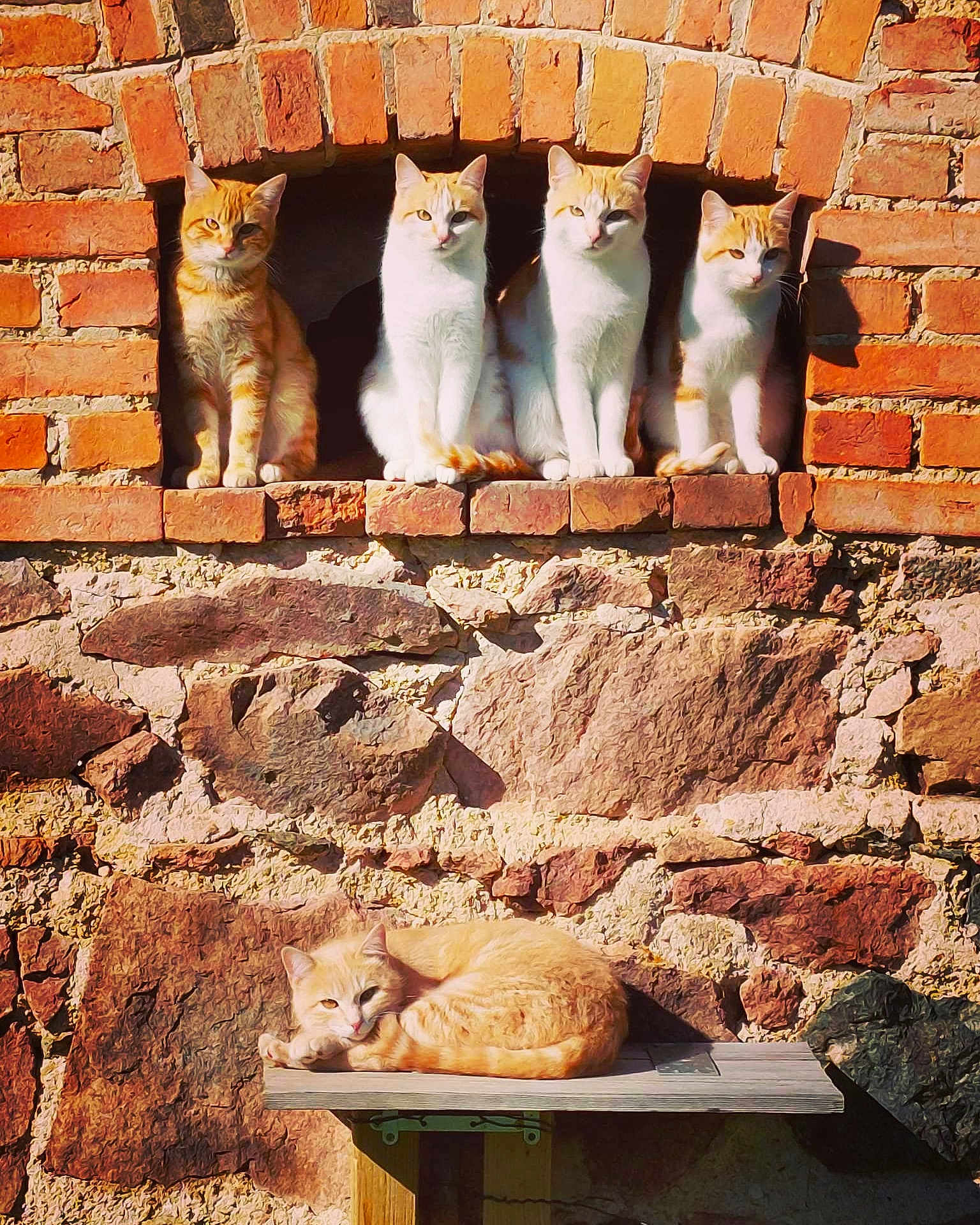 La Fraterie a rejoint le concours — aidez-le/la à gagner de superbes lots ! cat, orange_cat, brick_wall, stone_wall, window, perched, sunlight, resting, sitting, outdoor, animal, pet, feline, group, cute, relaxed, mammal, nature, daytime, architecture