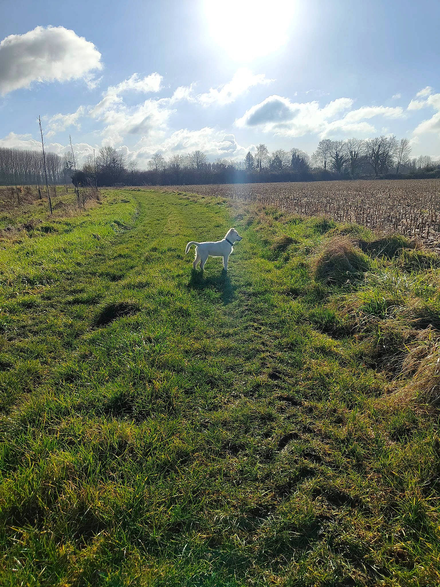 Ciri participe au concours pour gagner de l'argent avec cette photo : agriculture, biome, cloud, cumulus, ecoregion, grass, grassland, groundcover, highland, land_lot, landscape, natural_environment, natural_landscape, plain, plant, plant_community, sky, sunlight, tree, vegetation