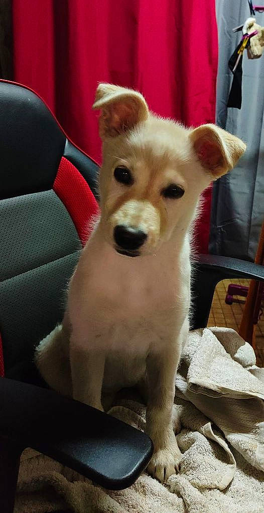 Ciri participe au concours pour gagner de l'argent avec cette photo : canidae, carnivore, chair, collar, comfort, companion_dog, dog, dog_breed, dog_supply, eye, fawn, fur, non_sporting_group, snout, sporting_group, tail, terrestrial_animal, toy_dog, whiskers, working_animal