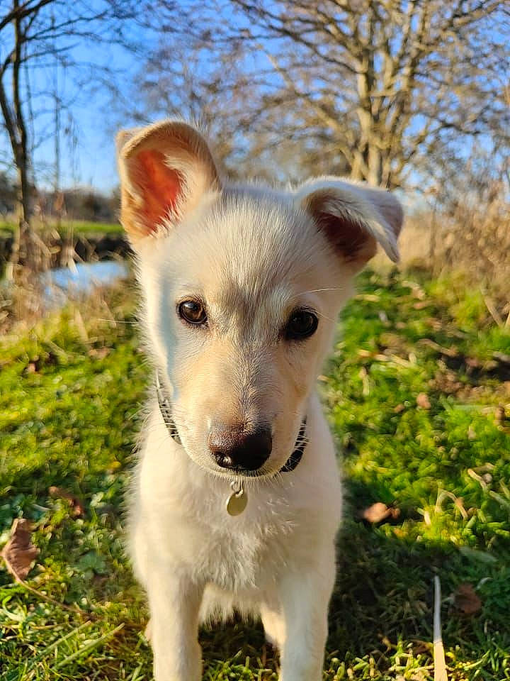Ciri participe au concours pour gagner de l'argent avec cette photo : ancient_dog_breeds, canidae, carnivore, companion_dog, dog, dog_breed, fawn, fur, grass, non_sporting_group, plant, puppy, sky, sporting_group, tail, terrestrial_animal, tree, whiskers, working_animal, working_dog