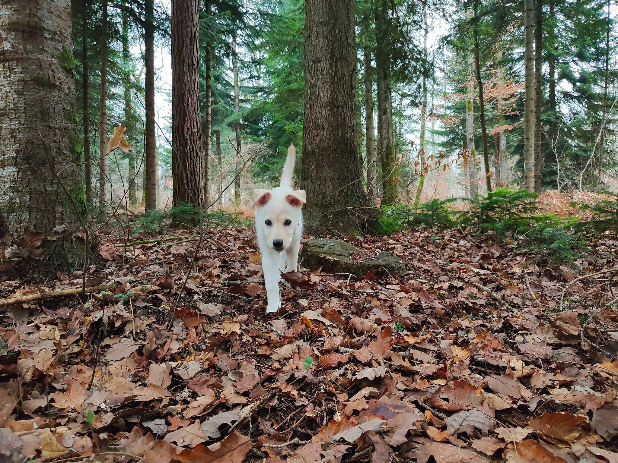 Ciri a rejoint le concours — aidez-le/la à gagner de superbes lots ! canidae, carnivore, companion_dog, deciduous, dog, dog_breed, fawn, forest, grass, natural_landscape, plant, soil, sporting_group, tail, temperate_broadleaf_and_mixed_forest, tree, trunk, wood, woodland, working_animal
