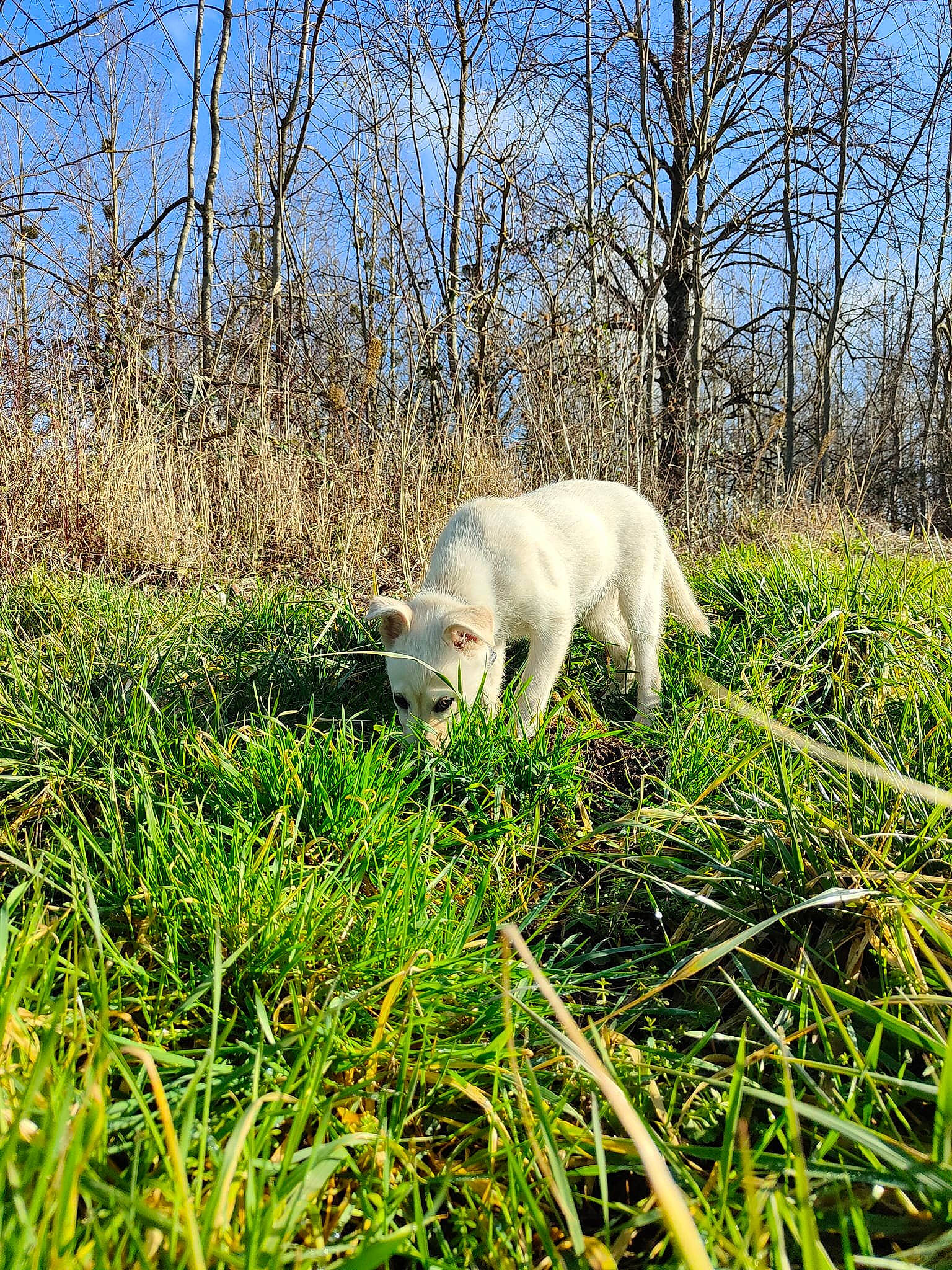 Ciri participe au concours pour gagner de l'argent avec cette photo : carnivore, companion_dog, dog, dog_breed, fawn, grass, grass_family, grassland, landscape, meadow, natural_landscape, pasture, people_in_nature, plant, prairie, sky, tail, terrestrial_animal, tree, vertebrate