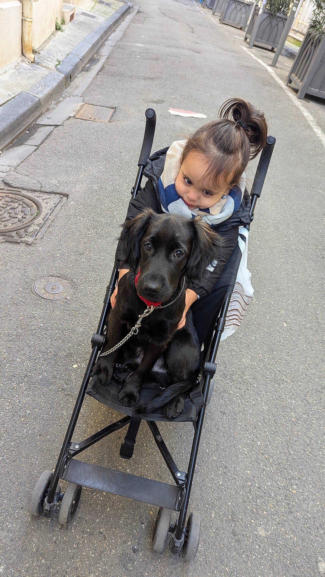 Vick participe au concours pour gagner de l'argent avec cette photo : animal, canine, child, city, dog, face, female, girl, head, labradorretriever, machine, person, pet, photography, portrait, road, street, stroller, urban, wheel