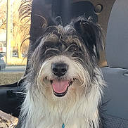Apollo is registered to the contest to win money with this photo: dog, animal, pet, canine, fluffy, black_and_white, tongue_out, car_interior, seat, window, sunlight, ears_up, smiling, happy, close_up, fur, domestic_animal, companion, portrait, transport
