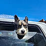 Apollo joined the competition — help win amazing prizes! dog, car, window, outdoor, sky, blue_sky, pet, animal, fur, ears, snout, nose, sunlight, reflection, transportation, vehicle, travel, daytime, cute, curious