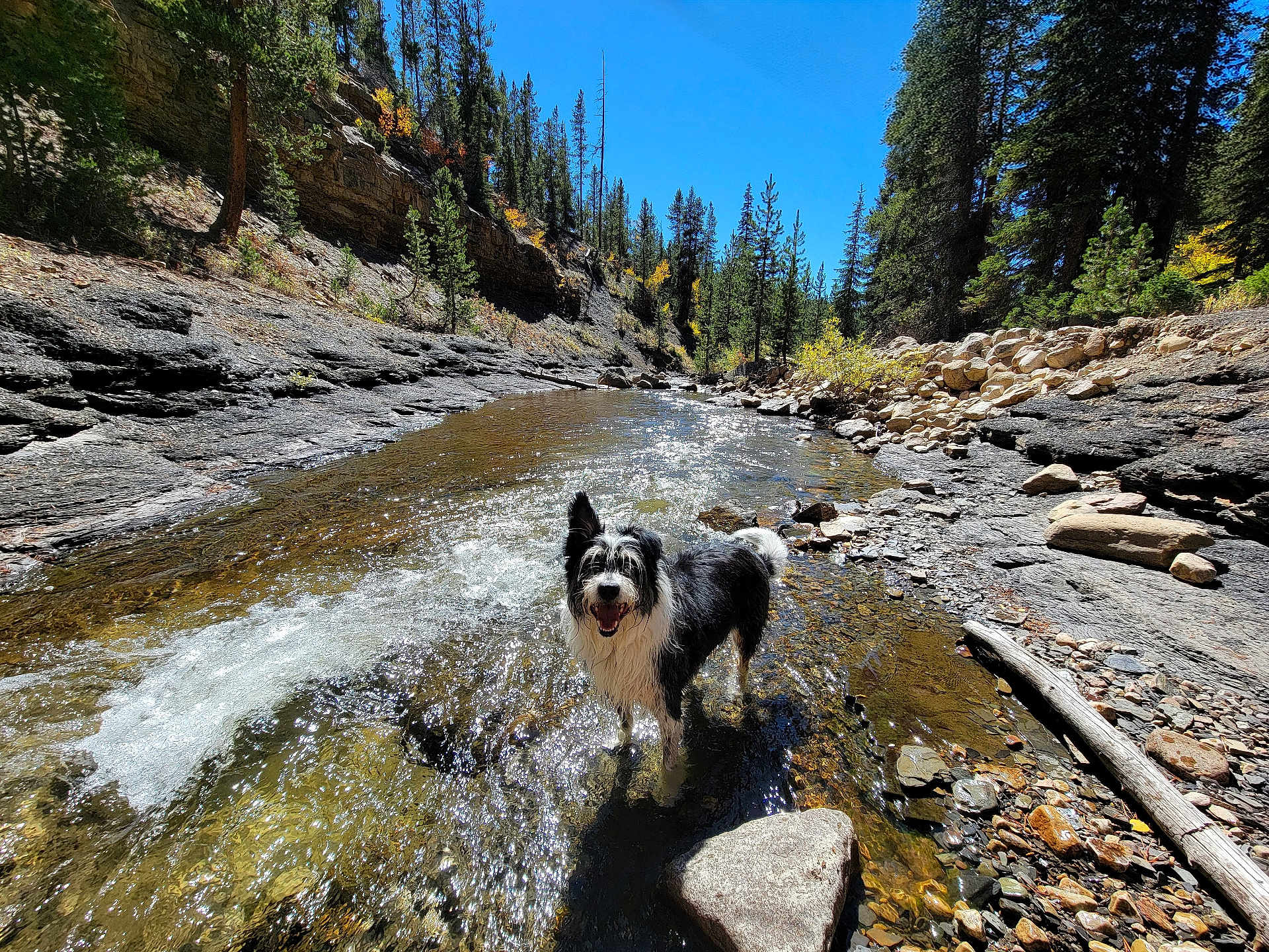 Apollo