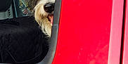 Apollo joined the competition — help win amazing prizes! dog, car, window, red_car, pet, fur, ears, tongue, vehicle, peek, curious, outdoor, seat, black_seat_cover, animal, transport, daylight, side_view, muzzle, happy