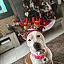 dog, antlers, collar, christmas_tree, holiday, pet, indoor, carpet, decorations, brown_and_white, cute, festive, animal, portrait, sitting, floor, home, christmas, cute_pet, christmas_decor