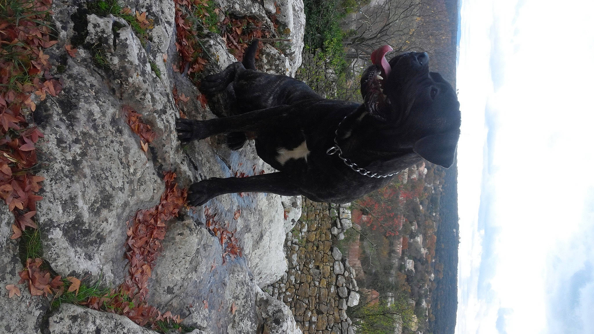 Jarod participe au concours pour gagner de l'argent avec cette photo : adventure, art, bedrock, canidae, cloud, dog, fur, outcrop, plant, recreation, rock, sculpture, sky, sporting_group, tree, trunk, water, winter, wood