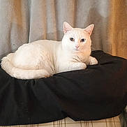 Casper joined the competition — help win amazing prizes! cat, white_cat, pet, feline, indoor, cushion, blanket, sofa, home, portrait, sitting, looking_at_camera, fur, whiskers, ears, paw, bed, relaxed, cozy, gaze