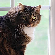 Herman is registered to the contest to win money with this photo: animal, calm, cat, closeup, cozy, cute, domestic_cat, feline, fluffy, fur, green_eyes, indoor, looking, natural_light, pet, portrait, sitting, soft_light, whiskers, window