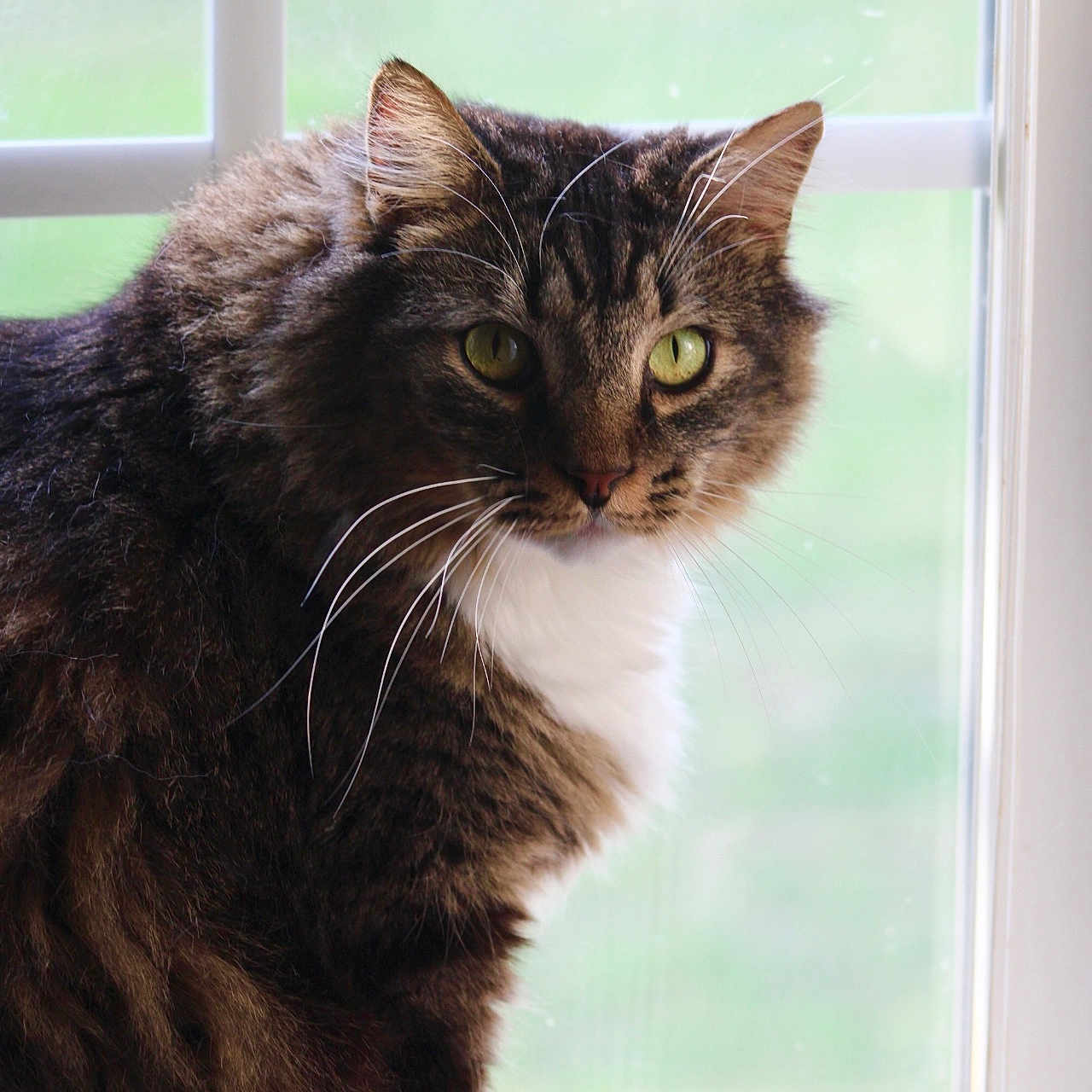 Herman