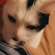 Luna Moon joined the competition — help win amazing prizes! cat, close_up, white_cat, black_patch, pet, animal, indoor, feline, fur, whiskers, cute, domestic_animal, portrait, resting, calm, soft_light, texture, fabric, beige_background, cozy