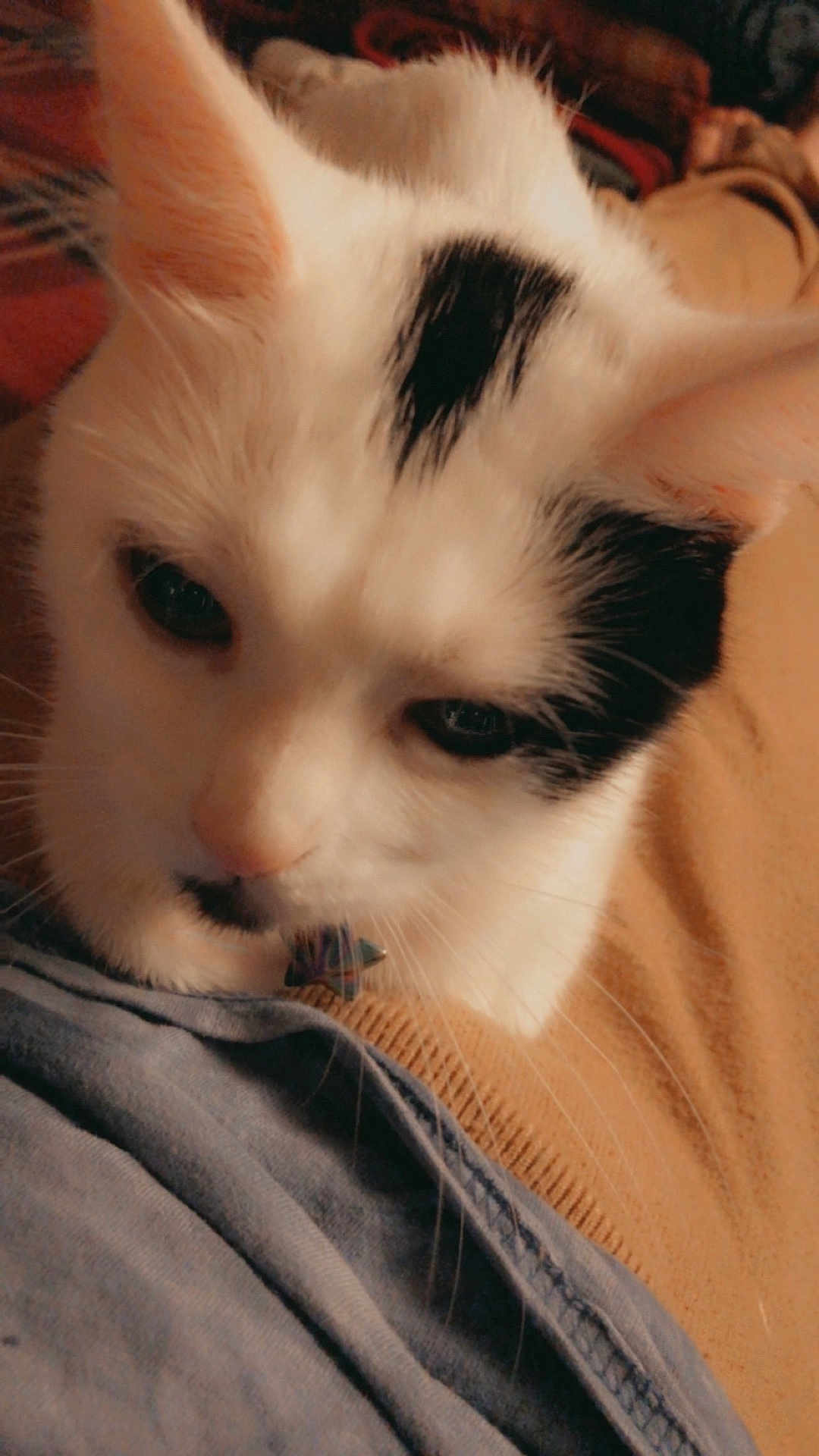 Luna Moon joined the competition — help win amazing prizes! cat, close_up, white_cat, black_patch, pet, animal, indoor, feline, fur, whiskers, cute, domestic_animal, portrait, resting, calm, soft_light, texture, fabric, beige_background, cozy