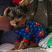 Milo is registered to the contest to win money with this photo: adorable, animal, blanket, costume, couch, cozy, cute, dog, fluffy, fur, home, indoor, onesie, pet, pillow, puppy, quilted, sitting, small, superman