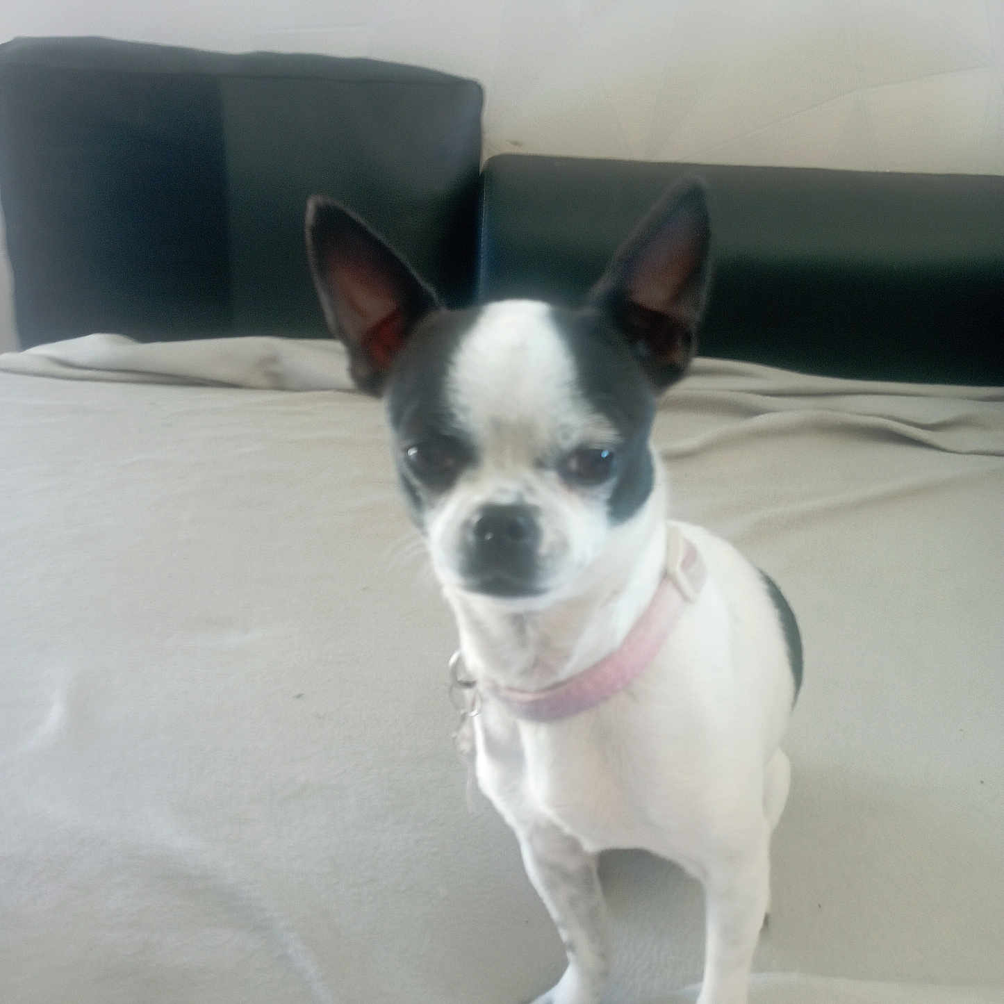 Nala a rejoint le concours — aidez-le/la à gagner de superbes lots ! accessories, animal, bostonbull, bulldog, canine, chihuahua, couch, cushion, dog, frenchbulldog, furniture, homedecor, hound, pet, puppy, strap, terrier, whitedog