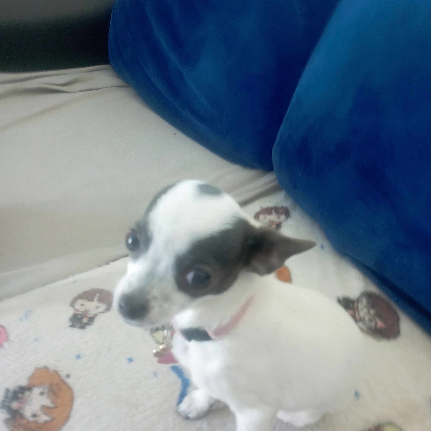 Olympe participe au concours pour gagner de l'argent avec cette photo : animal, architecture, blanket, building, canine, chihuahua, couch, cushion, dog, face, furniture, head, homedecor, hound, indoors, linen, livingroom, person, pet, puppy