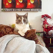 Jaws is registered to the contest to win money with this photo: animal, art, blanket, cat, couch, cozy, decor, fur, furniture, gray_cat, household, indoor, living_room, painting, paws, pet, relaxed, resting, wall, white_cat