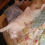 Gorgeous George joined the competition — help win amazing prizes! animal, bed, cat, comfort, cozy, feline, fluffy, home, indoor, nap, orange_cat, pet, pillow, quilt, relaxed, resting, sleeping, soft, stuffed_animal, white_cat