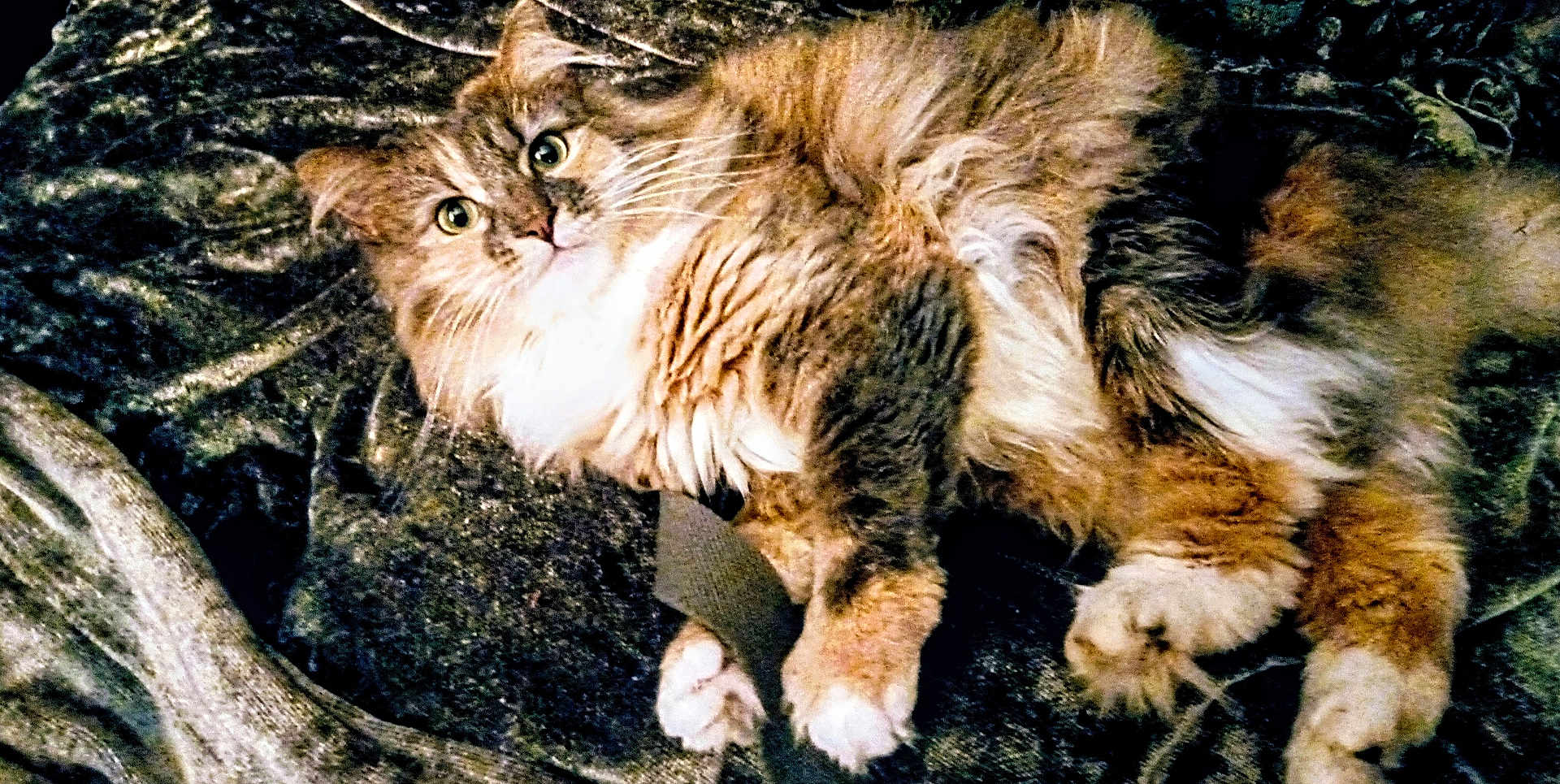 Raggamuffin joined the competition — help win amazing prizes! cat, fluffy, pet, animal, feline, fur, paws, blanket, cozy, indoor, resting, cute, curious, whiskers, ears, portrait, mammal, domestic, relaxed, wide_eyes