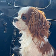 Pitou participe au concours pour gagner de l'argent avec cette photo : dog, cavalier_king_charles_spaniel, car, dashboard, gear_stick, pet, animal, side_view, fur, white_and_brown, seat, window, interior, vehicle, companion, cute, domestic_animal, portrait, sitting, young_dog