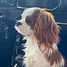dog, cavalier_king_charles_spaniel, car, dashboard, gear_stick, pet, animal, side_view, fur, white_and_brown, seat, window, interior, vehicle, companion, cute, domestic_animal, portrait, sitting, young_dog