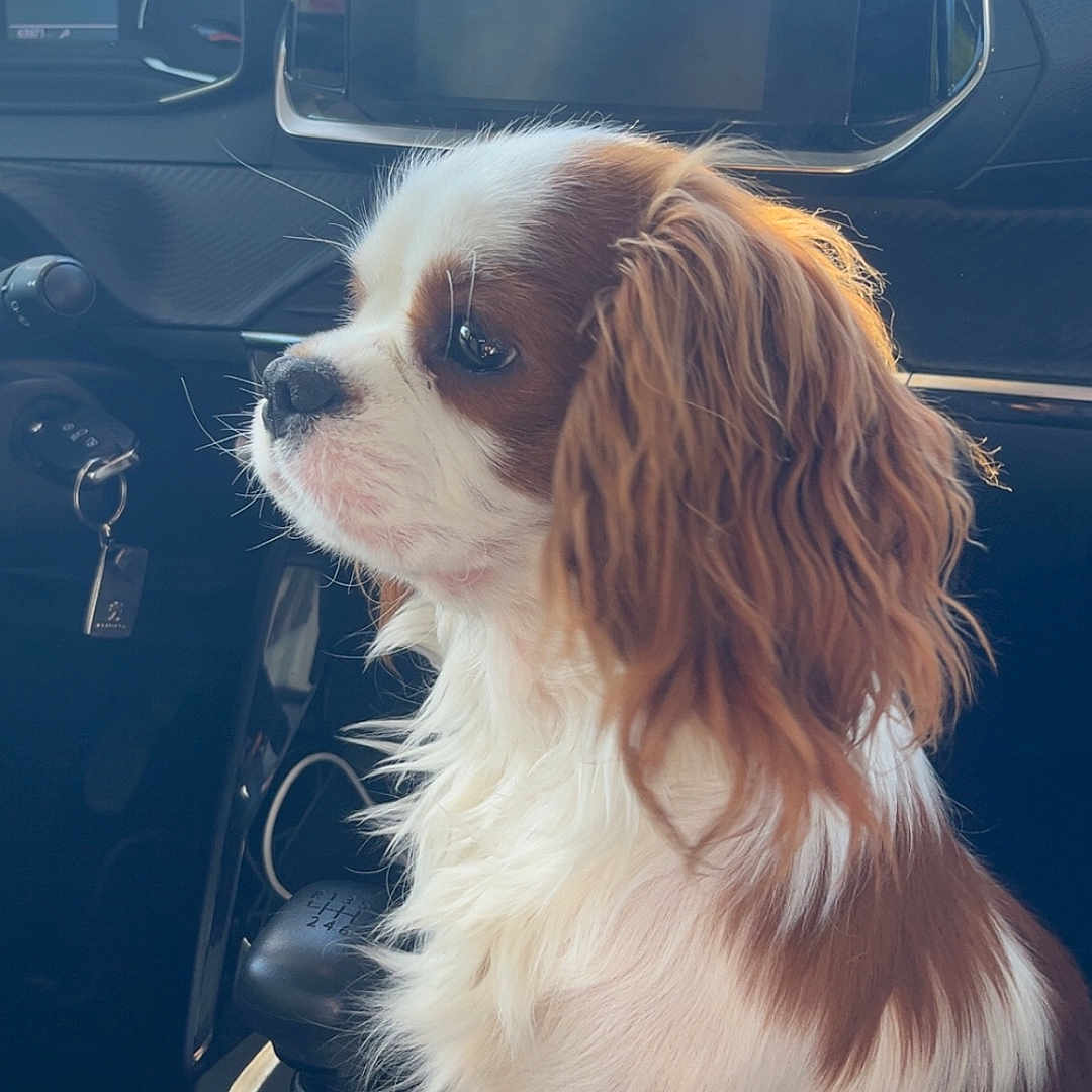 Pitou participe au concours pour gagner de l'argent avec cette photo : dog, cavalier_king_charles_spaniel, car, dashboard, gear_stick, pet, animal, side_view, fur, white_and_brown, seat, window, interior, vehicle, companion, cute, domestic_animal, portrait, sitting, young_dog