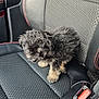 Loki joined the competition — help win amazing prizes! adorable, animal, black_fur, car_seat, companion, curious, curly_fur, cute, dog, indoor, leather_trim, pet, puppy, red_stitching, seatbelt_buckle, small_dog, tan_fur, textured_seat, vehicle_interior, young_dog