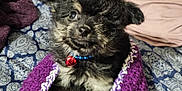 Loki joined the competition — help win amazing prizes! bedspread, bell, black, blue, collar, cozy, curious, cute, dog, fur, indoor, knitted, patterned, pet, pillow, puppy, purple, resting, small, tan