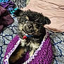 bedspread, bell, black, blue, collar, cozy, curious, cute, dog, fur, indoor, knitted, patterned, pet, pillow, puppy, purple, resting, small, tan