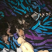Loki is registered to the contest to win money with this photo: animal, blanket, colorful, cozy, cute, dog, fur, indoor, napping, pet, puppy, relax, resting, rope_toy, sleeping, snuggle, soft, striped, teddy_bear, toy