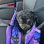Loki is registered to the contest to win money with this photo: animal, bag, black_dog, butterfly_pattern, canine, car_seat, companion, cozy, curious, cute, dog, indoor, leather_seat, pet, pet_bag, puppy, purple_bag, red_stitching, small_dog, travel