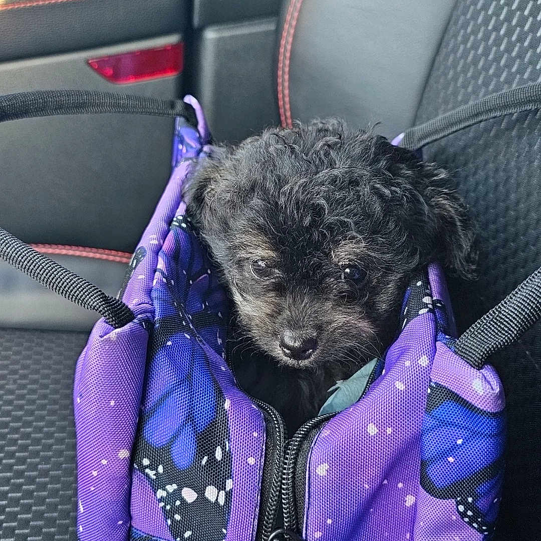 Loki is registered to the contest to win money with this photo: animal, bag, black_dog, butterfly_pattern, canine, car_seat, companion, cozy, curious, cute, dog, indoor, leather_seat, pet, pet_bag, puppy, purple_bag, red_stitching, small_dog, travel