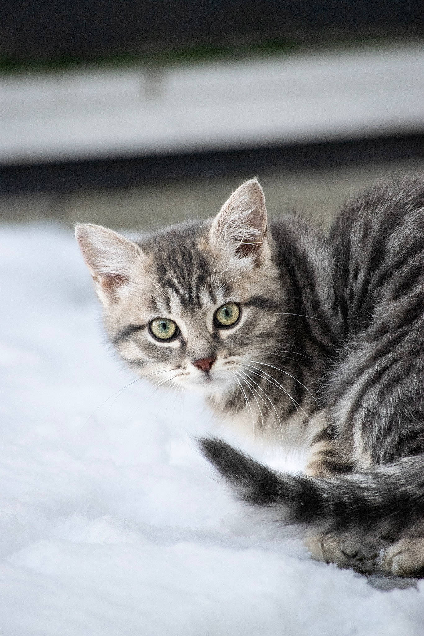 Georgie a rejoint le concours — aidez-le/la à gagner de superbes lots ! carnivore, cat, domestic_short_haired_cat, door, felidae, fur, monochrome, monochrome_photography, small_to_medium_sized_cats, snout, terrestrial_animal, tree, whiskers, wildlife, window, winter