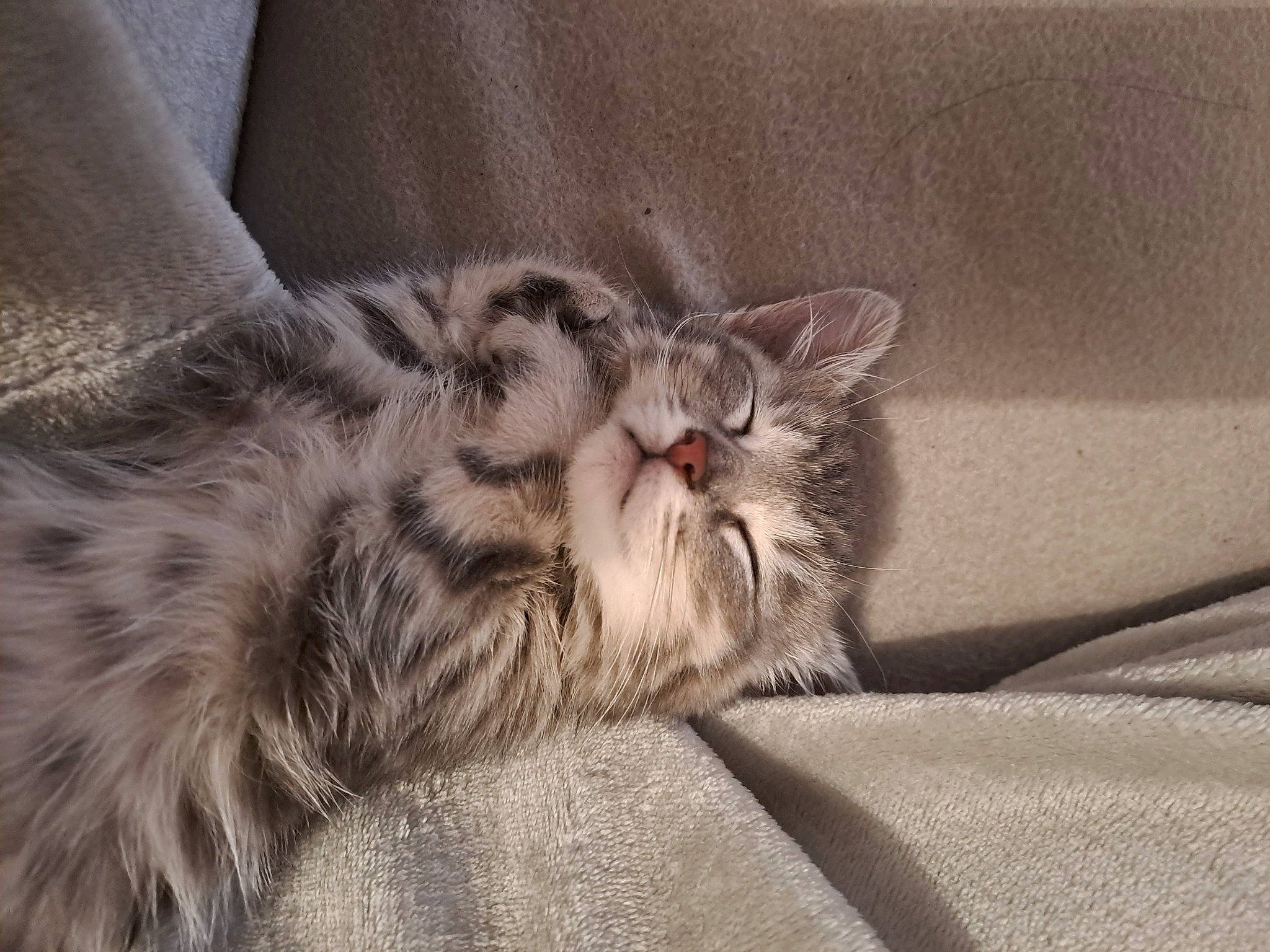 Georgie a rejoint le concours — aidez-le/la à gagner de superbes lots ! carnivore, cat, claw, comfort, domestic_short_haired_cat, felidae, fur, grey, nap, paw, sleep, small_to_medium_sized_cats, snout, terrestrial_animal, whiskers, yawn