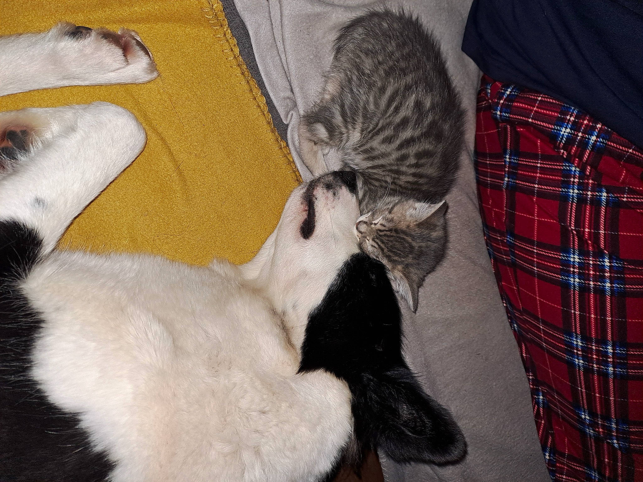 Georgie a rejoint le concours — aidez-le/la à gagner de superbes lots ! carnivore, cat, claw, comfort, companion_dog, dog_breed, domestic_short_haired_cat, felidae, fur, grey, nap, pattern, paw, plaid, small_to_medium_sized_cats, sporting_group, tail, tartan, whiskers