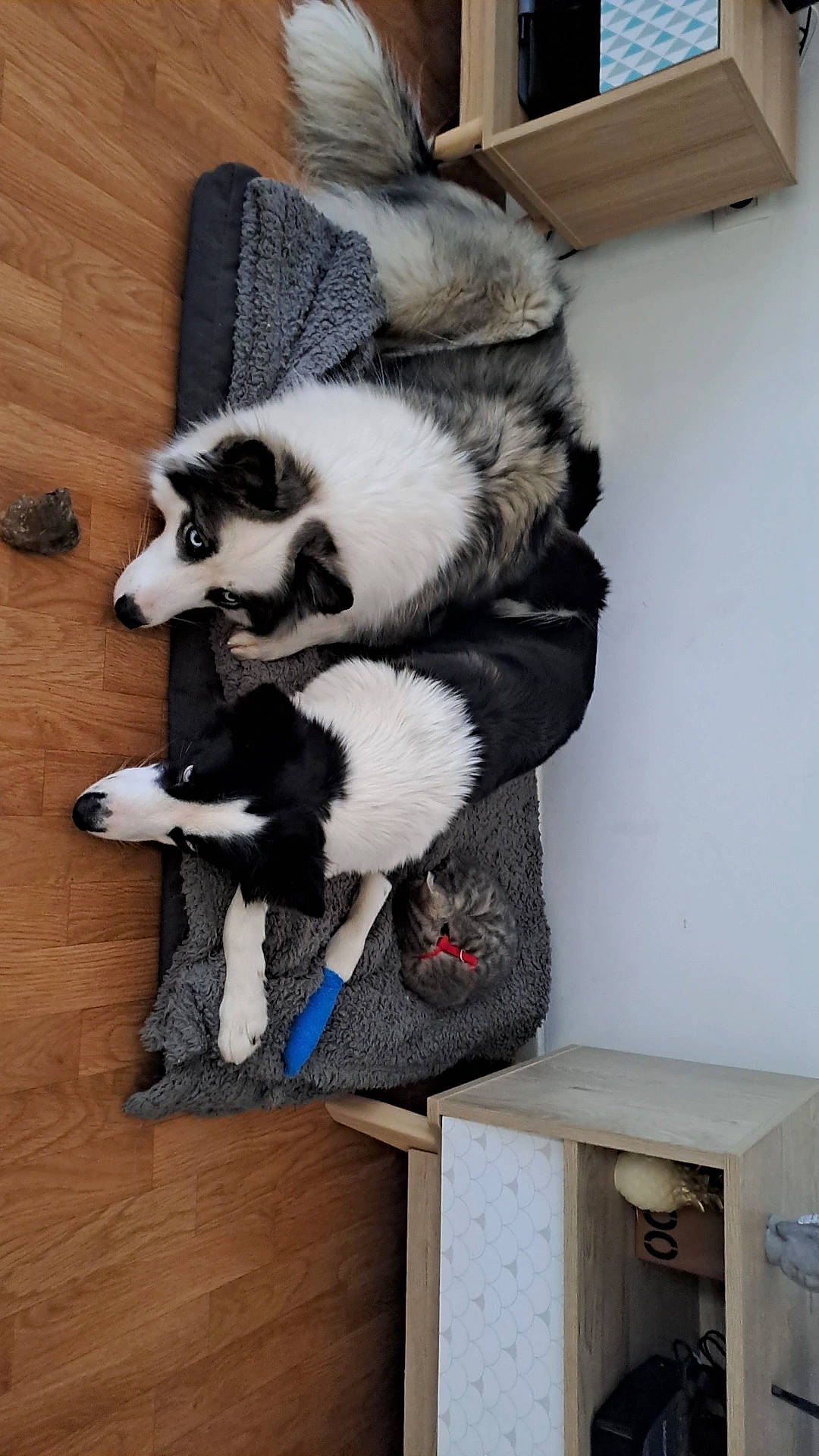 Georgie participe au concours pour gagner de l'argent avec cette photo : carnivore, fur, hardwood, natural_material, terrestrial_animal, wood