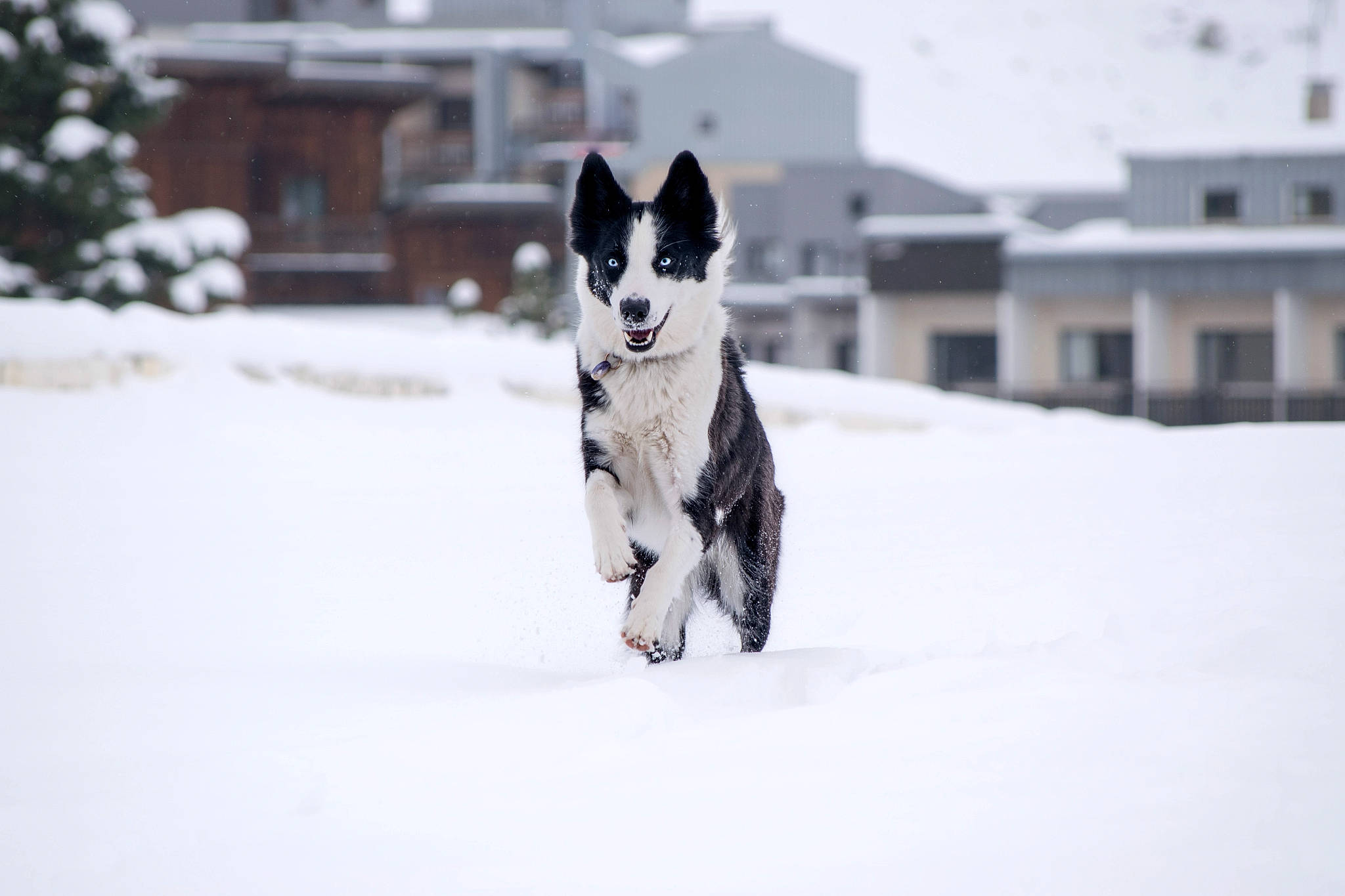 Tiny participe au concours pour gagner de l'argent avec cette photo : building, canidae, carmine, carnivore, collar, companion_dog, dog, dog_breed, dog_supply, event, freezing, fur, recreation, snout, snow, sporting_group, whiskers, window, winter, working_animal