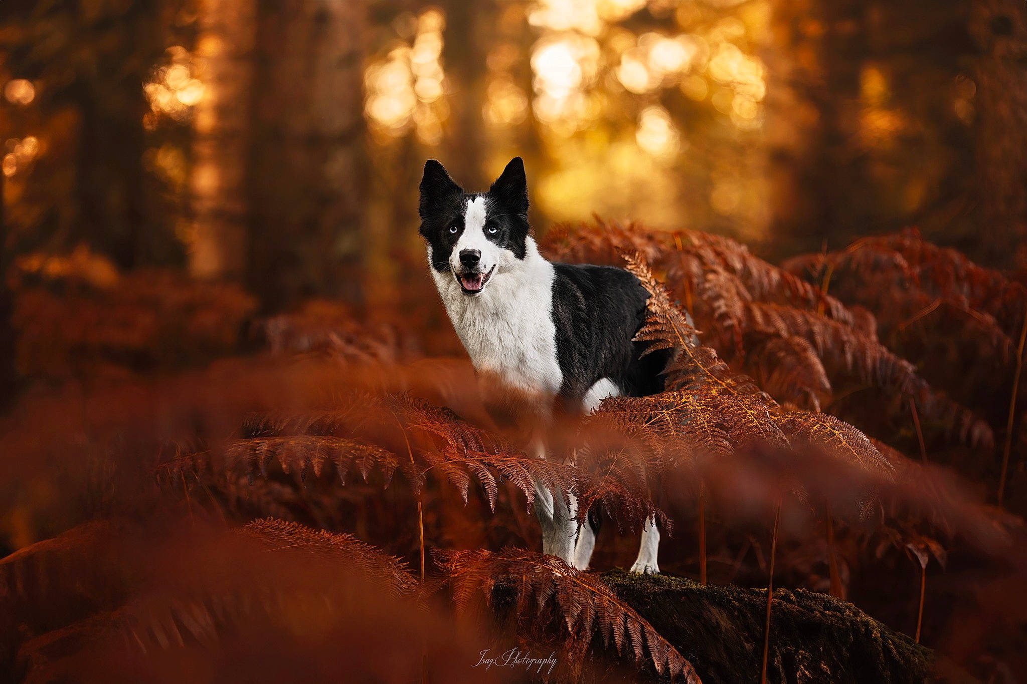 Tiny a rejoint le concours — aidez-le/la à gagner de superbes lots ! branch, carnivore, cat, darkness, dog_breed, evening, felidae, flash_photography, forest, grass, landscape, natural_landscape, small_to_medium_sized_cats, sunlight, tail, trunk, water, whiskers, wildlife, wood