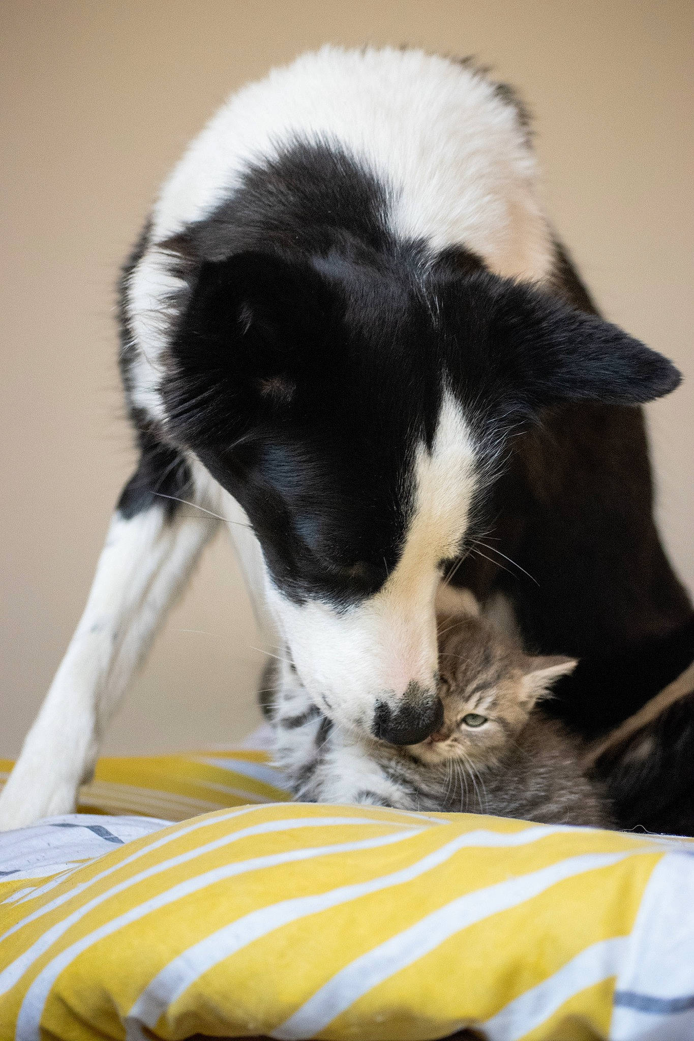 Tiny participe au concours pour gagner de l'argent avec cette photo : canidae, carnivore, cat, cat_supply, claw, comfort, companion_dog, dog_breed, domestic_short_haired_cat, felidae, fur, linens, mammal, pet_supply, small_to_medium_sized_cats, snout, sporting_group, tail, vertebrate, whiskers