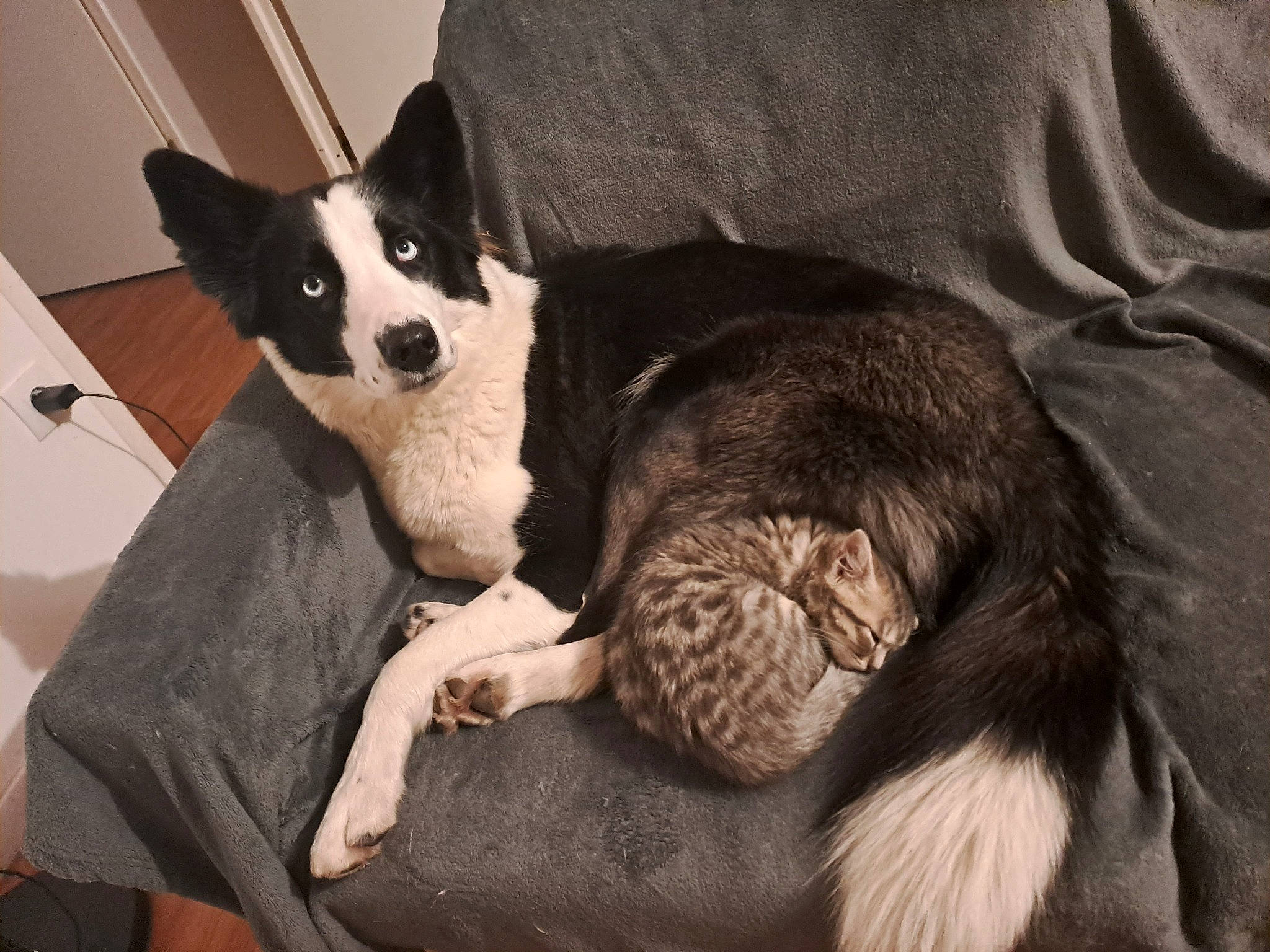 Tiny participe au concours pour gagner de l'argent avec cette photo : canidae, carnivore, comfort, companion_dog, dog, dog_breed, dog_supply, fur, herding_dog, linens, mammal, non_sporting_group, snout, sporting_group, tail, terrestrial_animal, whiskers, working_animal, working_dog