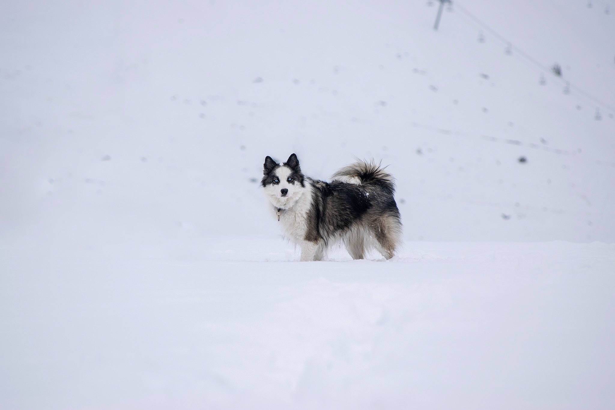 Siwa a rejoint le concours — aidez-le/la à gagner de superbes lots ! border_collie, canidae, carnivore, collie, companion_dog, corgi_chihuahua, dog, dog_breed, dog_supply, freezing, fur, herding_dog, non_sporting_group, sled_dog, snow, sporting_group, tail, winter, working_animal, working_dog