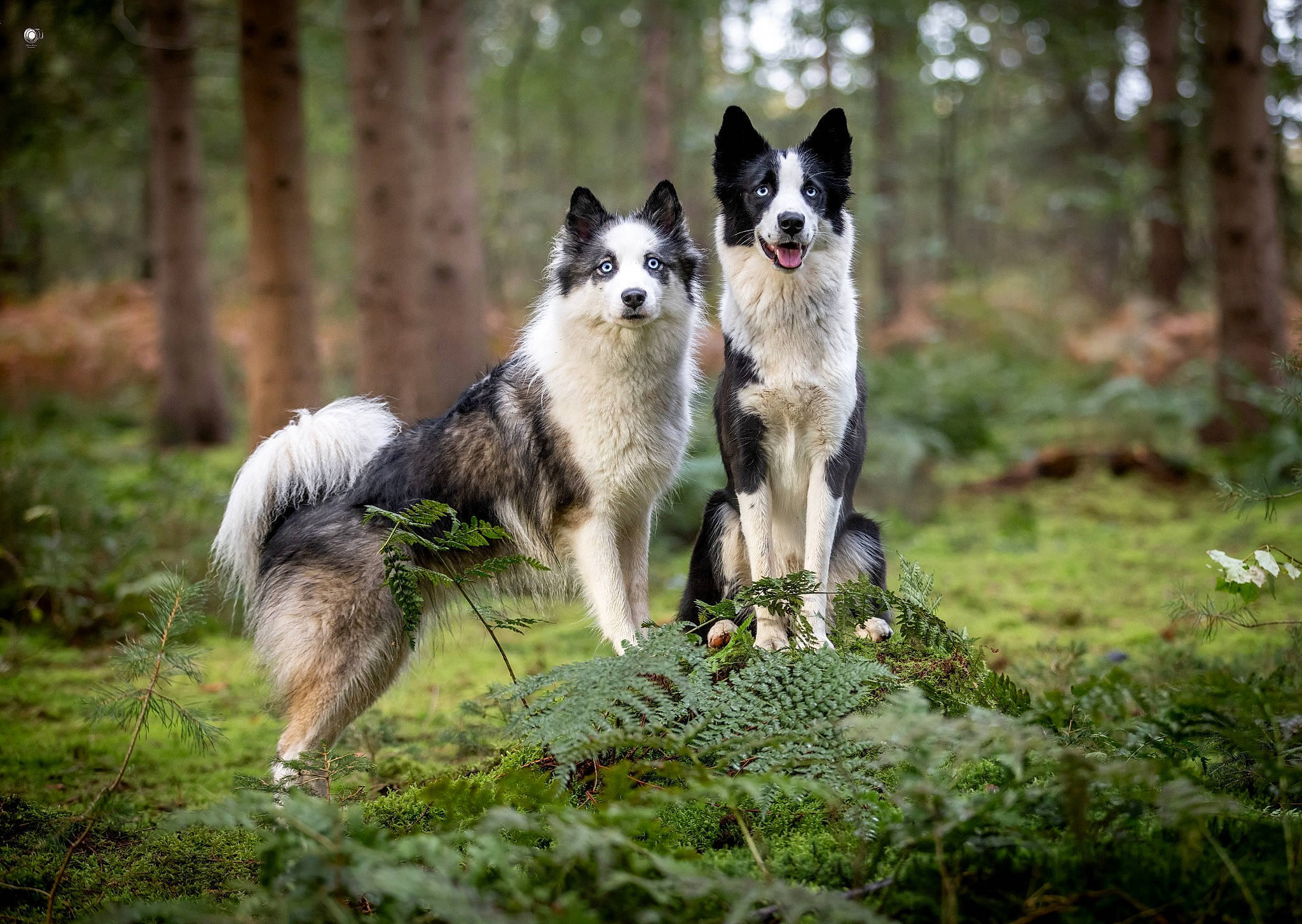 Siwa participe au concours pour gagner de l'argent avec cette photo : ancient_dog_breeds, canidae, canis, carnivore, companion_dog, dog, dog_breed, grass, grassland, natural_landscape, non_sporting_group, plant, recreation, sled_dog, sporting_group, tail, terrestrial_animal, tree, working_animal, working_dog