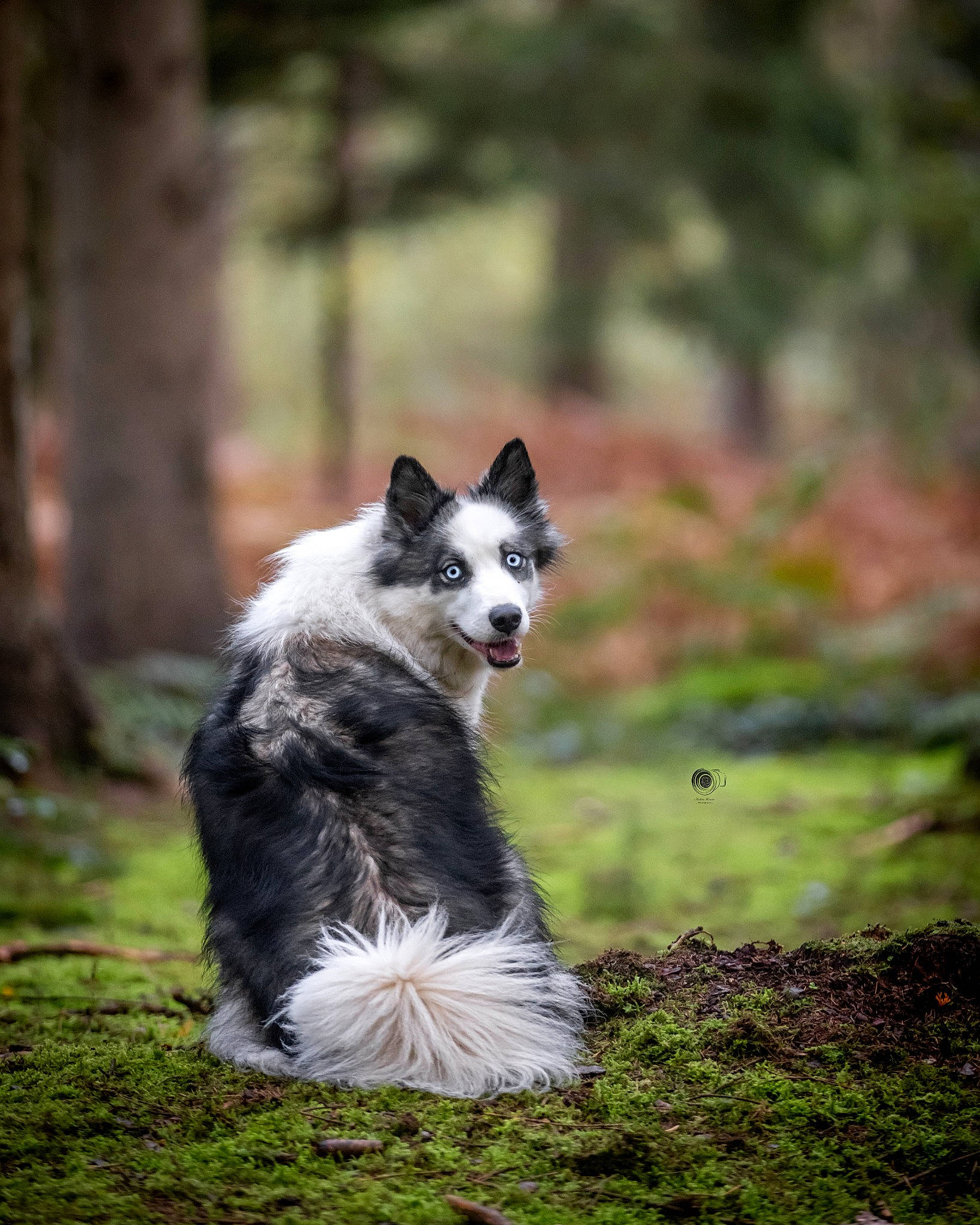 Siwa a rejoint le concours — aidez-le/la à gagner de superbes lots ! canidae, carnivore, companion_dog, dog, dog_breed, forest, fur, grass, herding_dog, plant, snout, sporting_group, tail, terrestrial_animal, tree, trunk, whiskers, wood, working_animal, working_dog