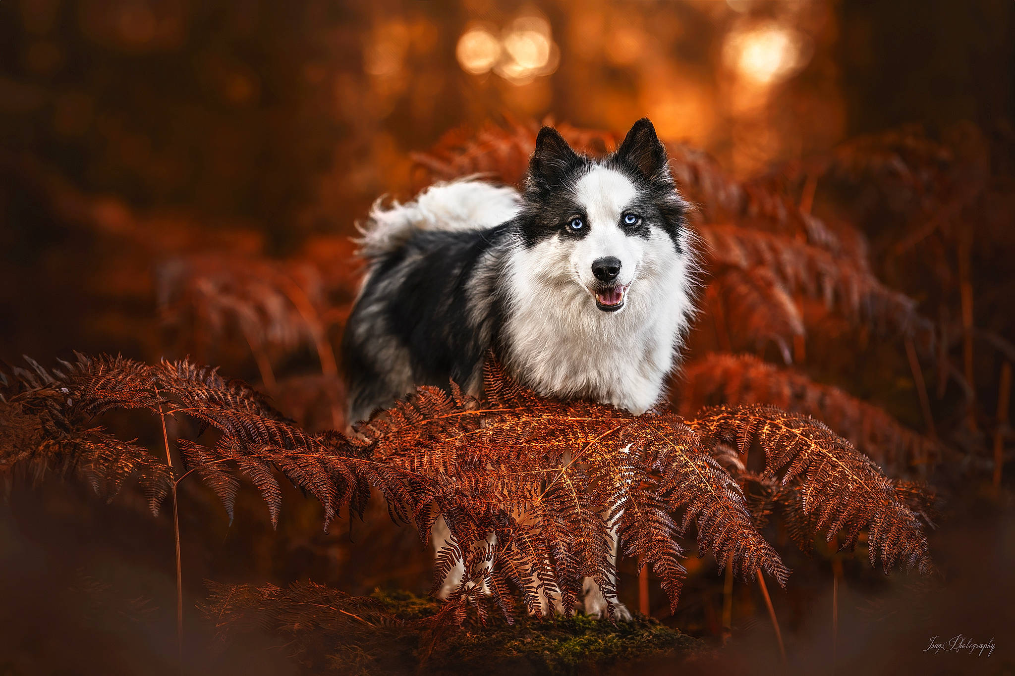 Siwa participe au concours pour gagner de l'argent avec cette photo : canidae, carnivore, companion_dog, darkness, dog, dog_breed, flash_photography, fur, grass, landscape, snout, sporting_group, terrestrial_animal, tree, twig, whiskers, wood, working_dog